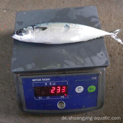 Gefrorene BQF-Makrelengröße 200-300 g 300-500 g mit 5%Glasur